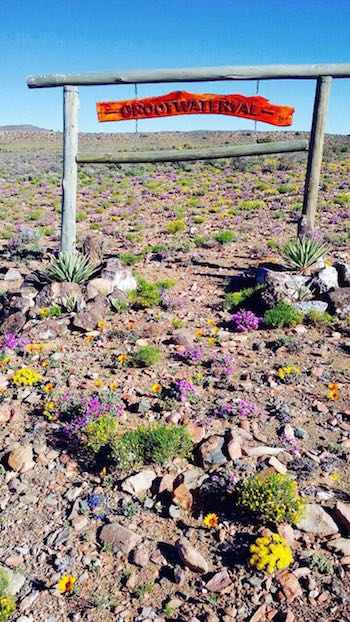 Grootwaterval farm ~ 45km from Prince Albert ~ Western Cape