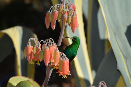 Travellers Rest ~ Prince Albert ~ Western Cape ~ South Africa