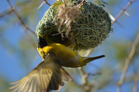 Gecko Self Catering Cottages~ Prince Albert ~ Western Cape ~ South Africa