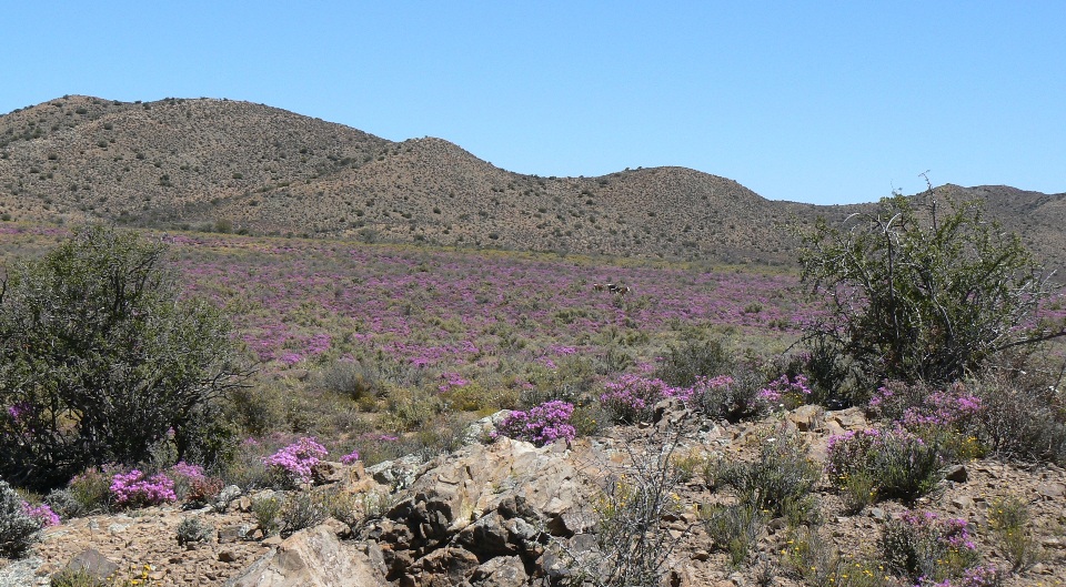 Grootwaterval farm ~ 45km from Prince Albert ~ Western Cape